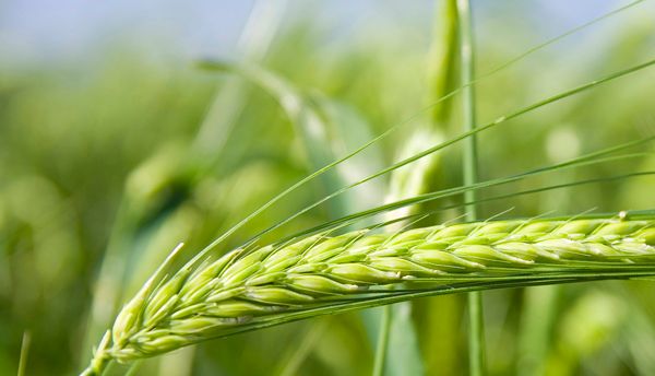 Compra y venta de cereales — Abonos y Cereales Vallecillo